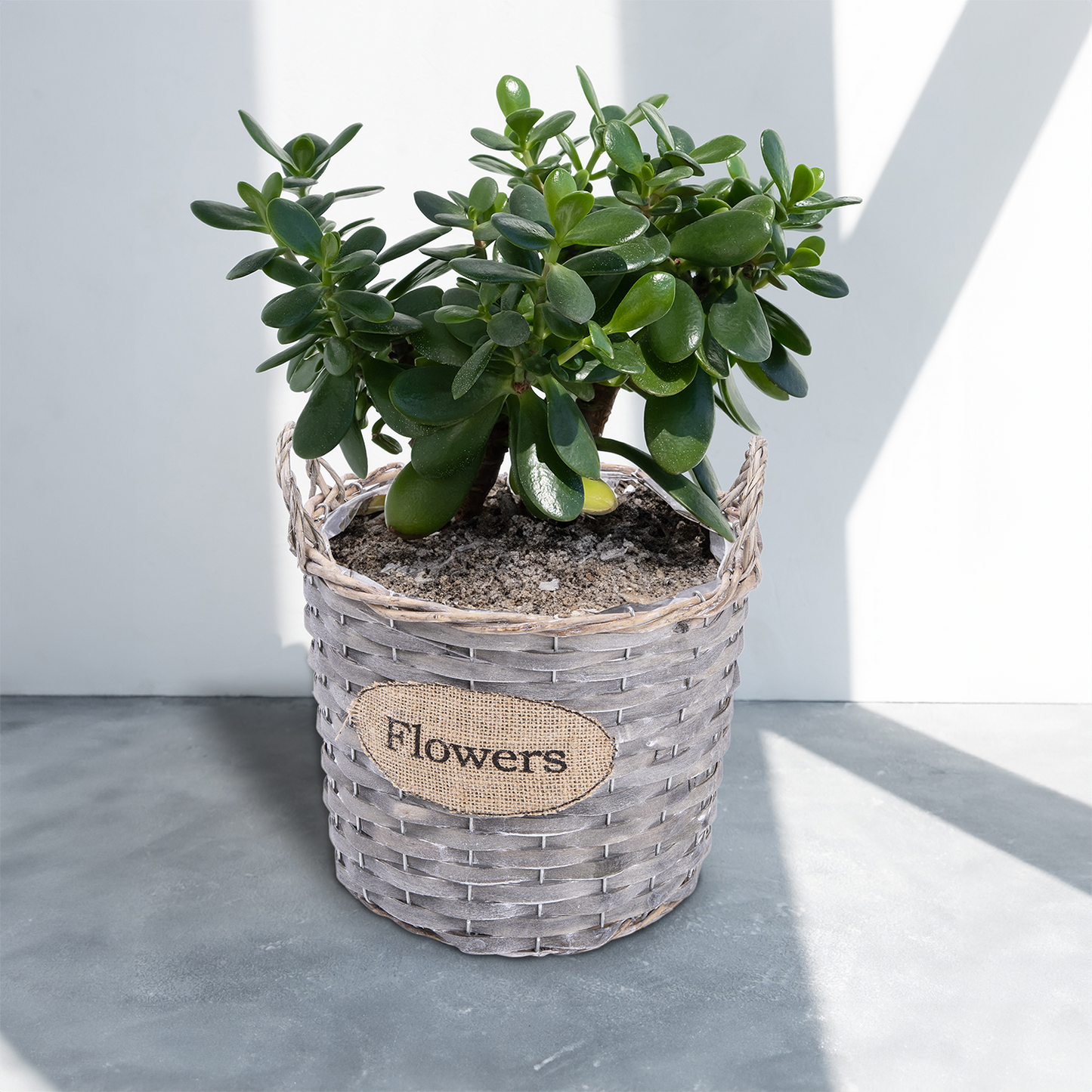 Antique Wash Wicker Basket Planter with Plastic Lining - 3 Sizes