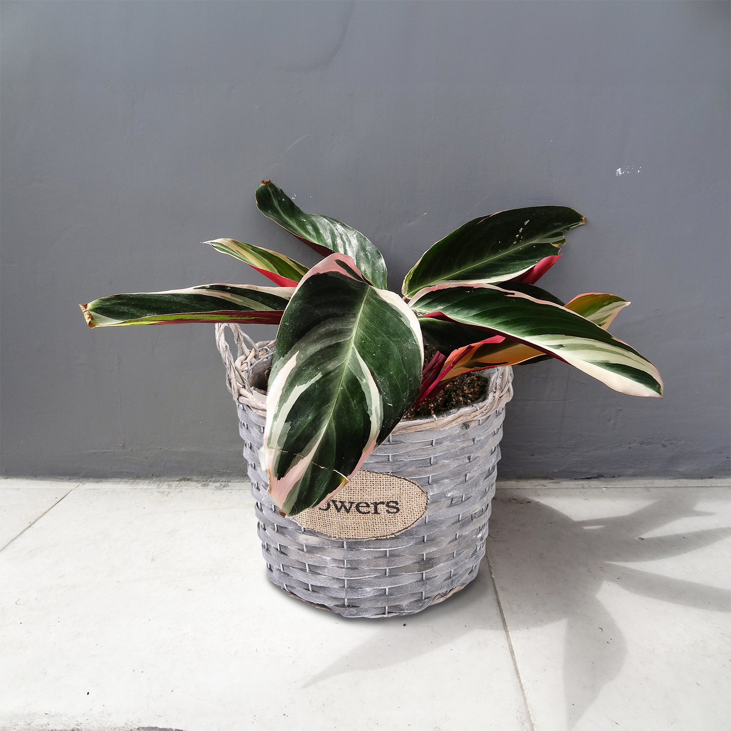 Antique Wash Wicker Basket Planter with Plastic Lining - 3 Sizes